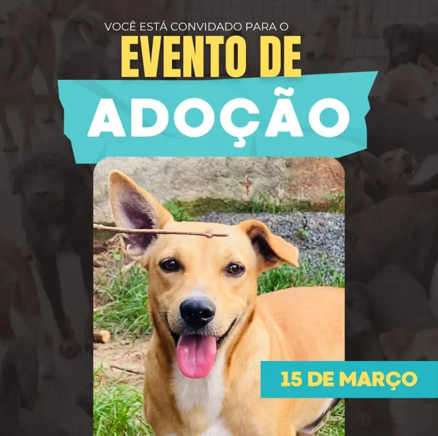 Adoção de cachorros