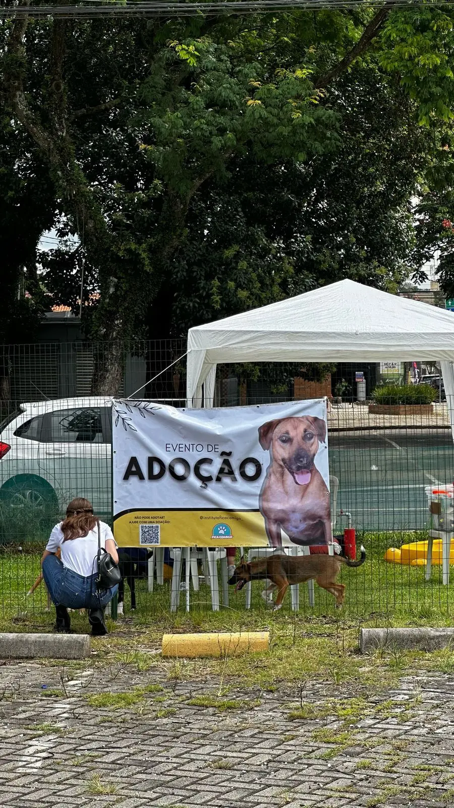 feira de adoção