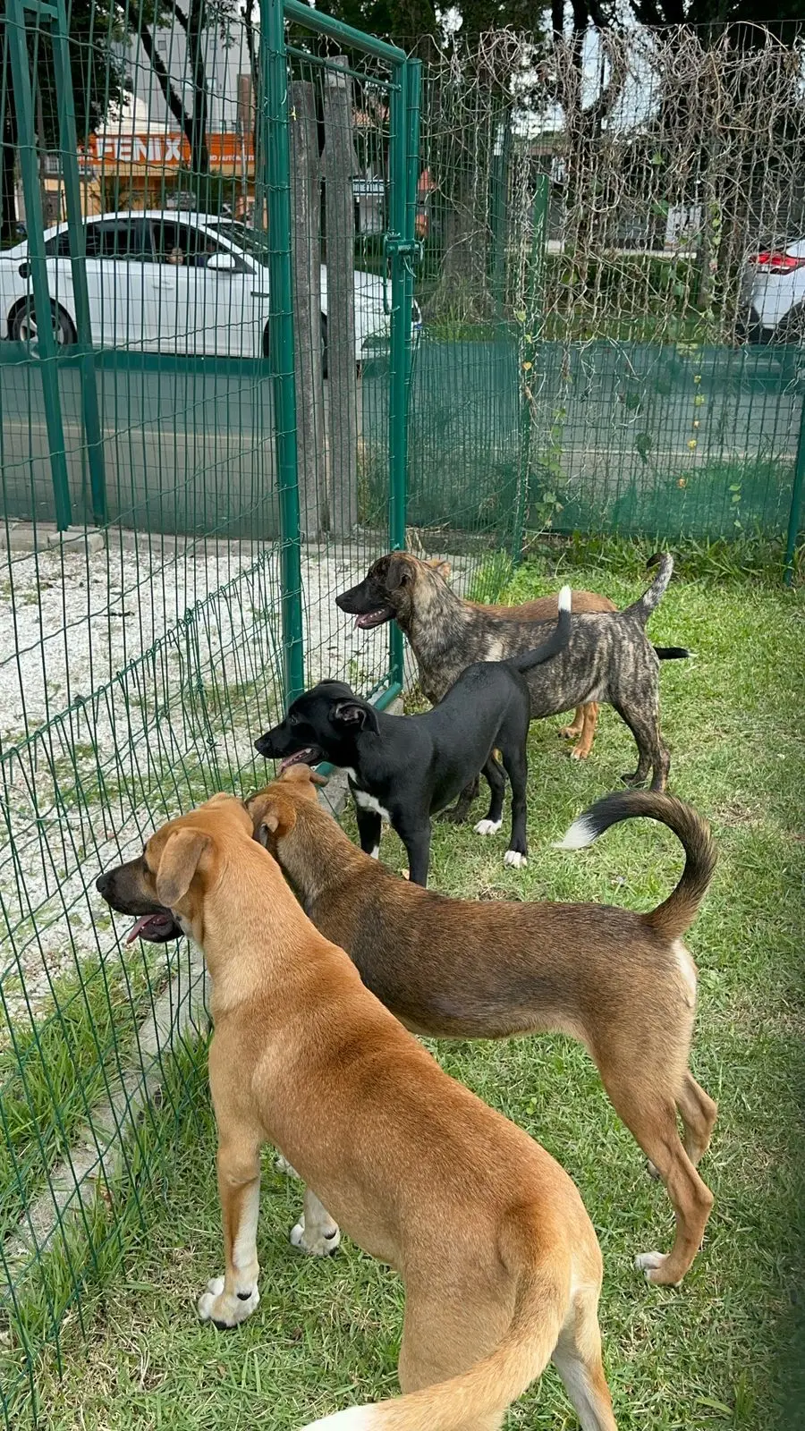 Feira de Adoção de Animais no SOUQ Curitiba: um dia cheio de amor, latidos e finais felizes!